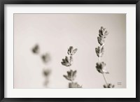 Framed Lavender Study