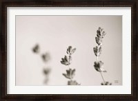 Framed Lavender Study