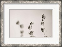 Framed Lavender Study