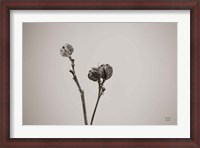 Framed Daylily Pod Study