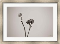 Framed Daylily Pod Study