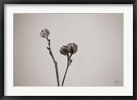 Framed Daylily Pod Study