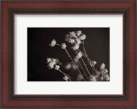 Framed Daisy Study