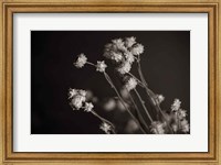 Framed Daisy Study