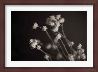 Framed Daisy Study