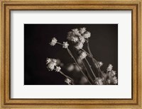 Framed Daisy Study