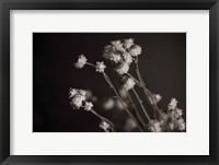 Framed Daisy Study