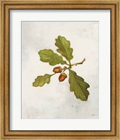 Framed Oak Branch