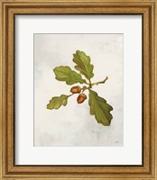 Framed Oak Branch