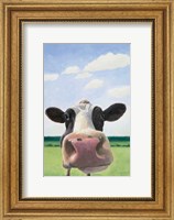 Framed Funny Cow