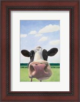 Framed Funny Cow