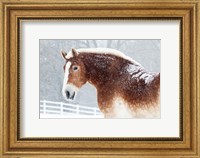 Framed Snowy Draft Horse