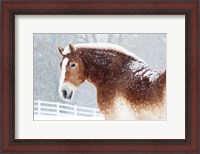 Framed Snowy Draft Horse