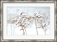 Framed Snowy Gardens
