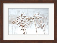 Framed Snowy Gardens