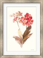 Framed Autumn Orchid II