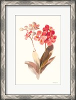 Framed Autumn Orchid II