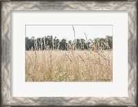 Framed Summer Field II