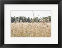 Framed Summer Field II