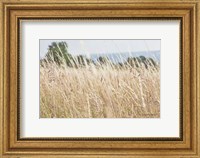 Framed Summer Field I