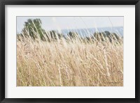 Framed Summer Field I