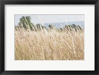 Framed Summer Field I