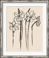 Framed Ink Sketch Daffodils