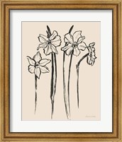 Framed Ink Sketch Daffodils