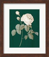 Framed White Roses on Green II