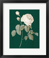 White Roses on Green II Framed Print