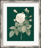 Framed White Roses on Green I