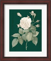 Framed White Roses on Green I