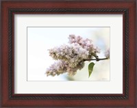 Framed Pale Lilacs II