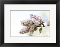 Framed Pale Lilacs II