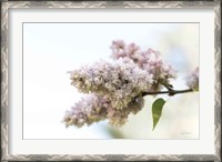 Framed Pale Lilacs II