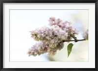 Framed Pale Lilacs II