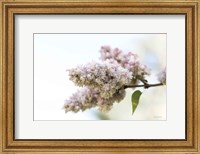 Framed Pale Lilacs II