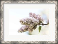 Framed Pale Lilacs II