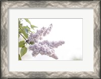 Framed Pale Lilacs I