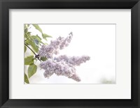 Framed Pale Lilacs I