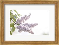 Framed Pale Lilacs I