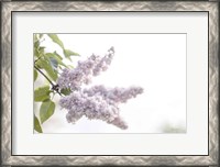 Framed Pale Lilacs I