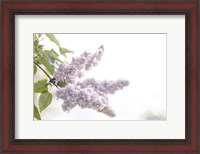 Framed Pale Lilacs I