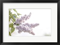 Pale Lilacs I Framed Print