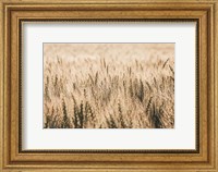 Framed Dakota Wheat Fields