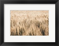 Framed Dakota Wheat Fields