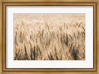 Framed Dakota Wheat Fields