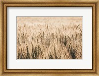 Framed Dakota Wheat Fields