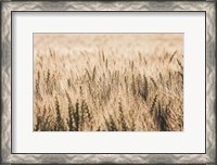 Framed Dakota Wheat Fields