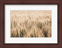 Framed Dakota Wheat Fields